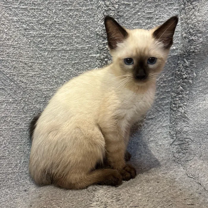 Male Siamese kitten named Socks for sale at Petland Blue Springs.