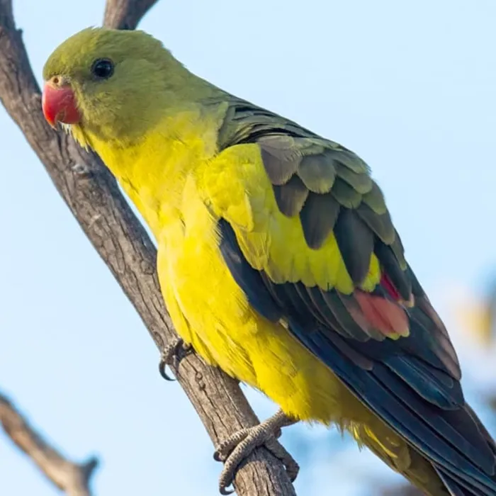 Male Regent Parrot bird named Tiffany for sale at Petland Blue Springs.