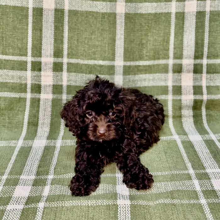 Female Cockapoo puppy named Ursula for sale at Petland Blue Springs.