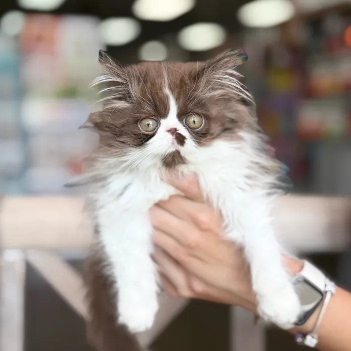 Male Exotic kitten named Gizmo for sale at Petland North Kansas.