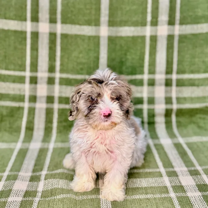 Female Cockapoo puppy named Maleficent for sale at Petland Blue Springs.