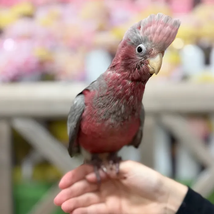 Male Rose Breasted Cockatoo bird named Bert for sale at Petland Blue Springs.