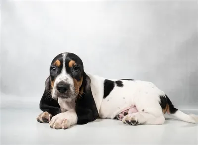 Male Basset Hound puppy for sale at Petland Blue Springs.
