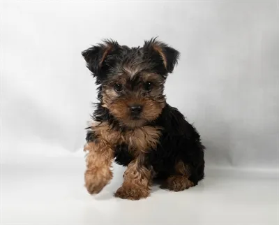 Male Yorkie puppy for sale at Petland Blue Springs.