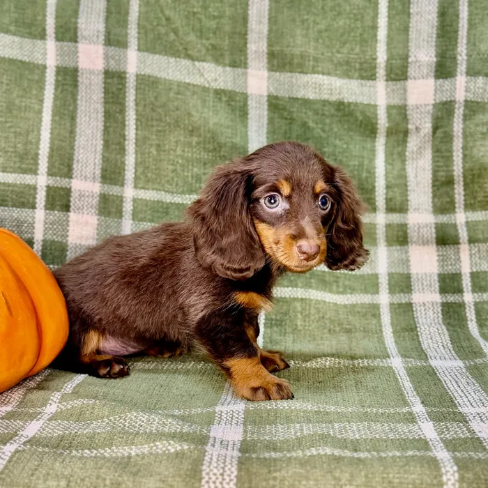 Female Dachshund puppy named Cruella De Vil for sale at Petland Blue Springs.