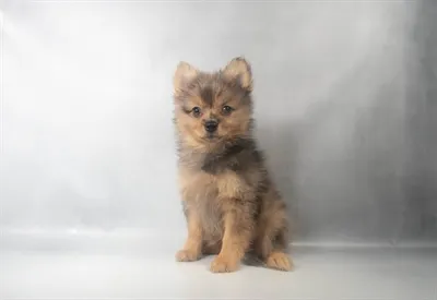 Female Pomeranian puppy for sale at Petland North Kansas.