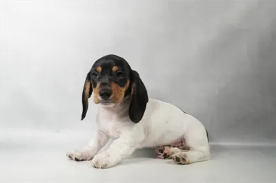 Male Dachshund puppy for sale at Petland Blue Springs.