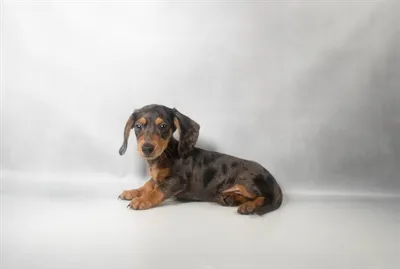 Male Dachshund puppy for sale at Petland North Kansas.