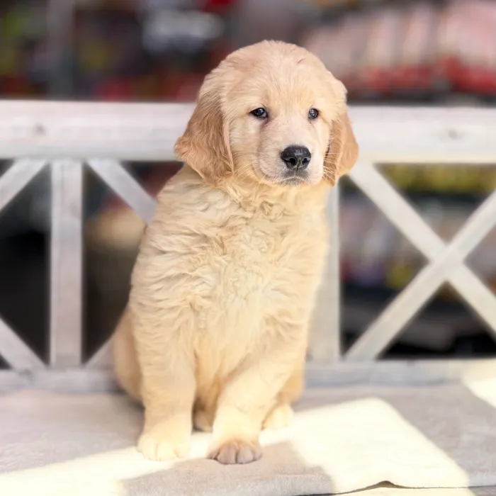 Male Golden Retriever puppy named Juan for sale at Petland Blue Springs.