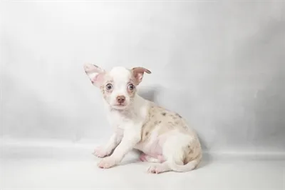 Male Chihuahua puppy named Zero for sale at Petland North Kansas.