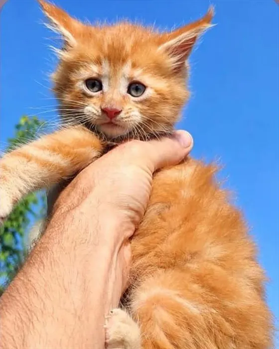 Female Maine Coon kitten for sale at Petland Blue Springs.