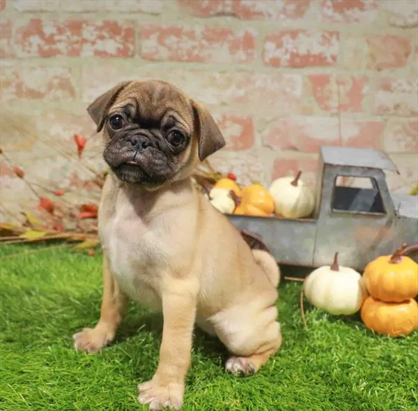 Female Pug puppy for sale at Petland Blue Springs.