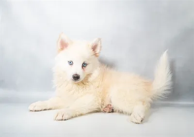 Female Hybrid puppy for sale at Petland Blue Springs.