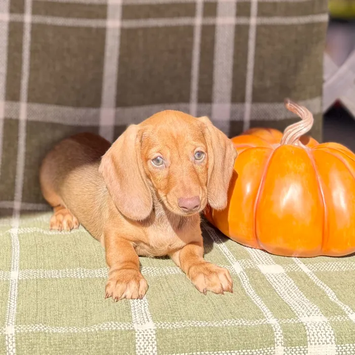 Male Dachshund puppy named Werewolf for sale at Petland Blue Springs.