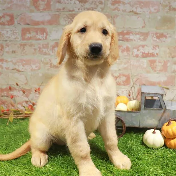 Female Golden Retriever puppy named Mummy for sale at Petland Blue Springs.
