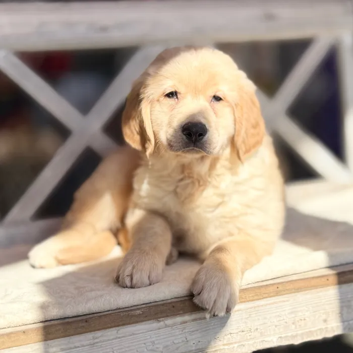Male Golden Retriever puppy named Cinnamon for sale at Petland Blue Springs.