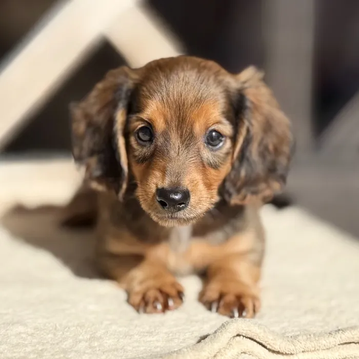 Male Dachshund puppy named S'Mores for sale at Petland Blue Springs.