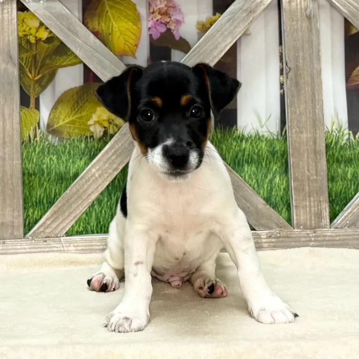 Male Jack Russell Terrier puppy named Romeo for sale at Petland Blue Springs.