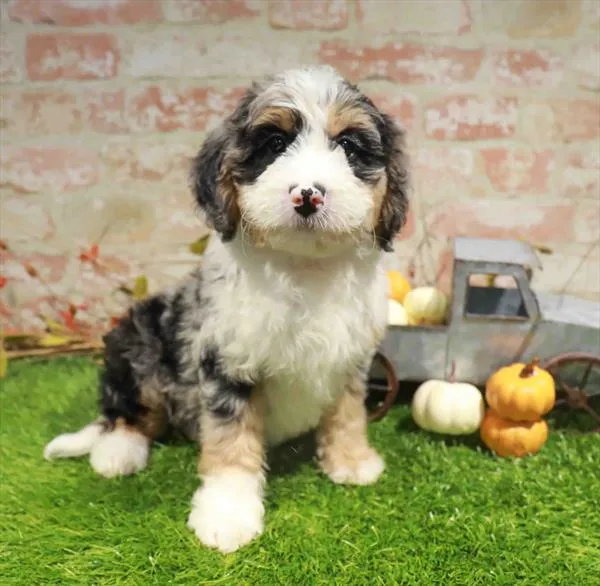 Female Mini Bernedoodle 2Nd Gen puppy for sale at Petland Blue Springs.