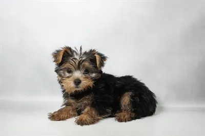 Female Yorkie puppy named Raven for sale at Petland North Kansas.