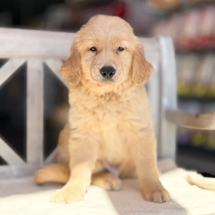 Male Golden Retriever puppy named Gregg for sale at Petland Blue Springs.