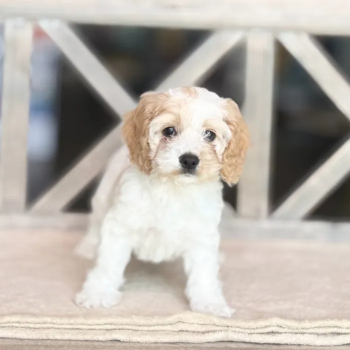 Female Cockapoo puppy named Lola for sale at Petland Blue Springs.
