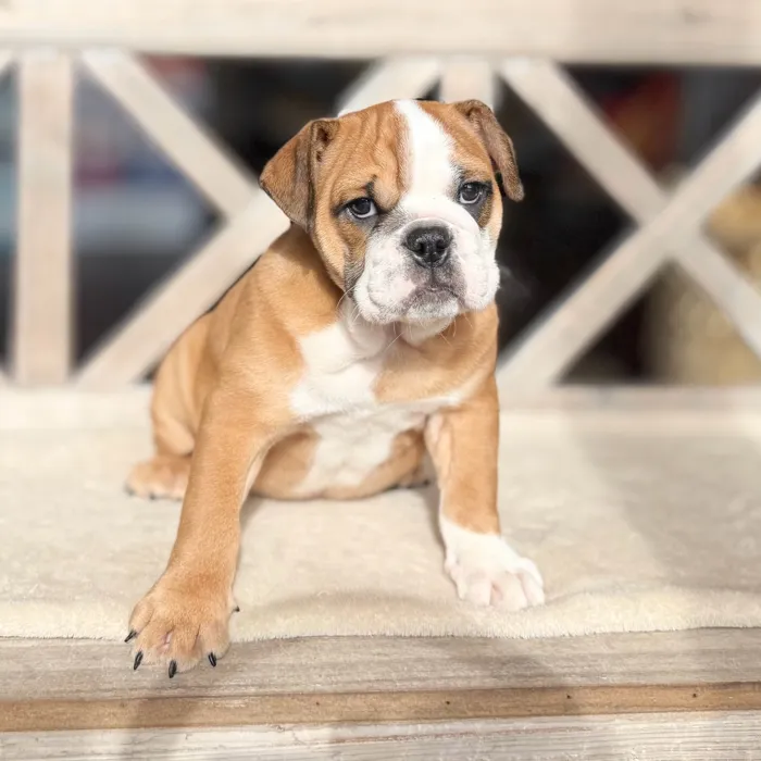 Female English Bulldog puppy named Rose for sale at Petland Blue Springs.