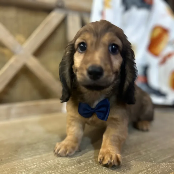 Male Dachshund puppy named Travis for sale at Petland North Kansas.