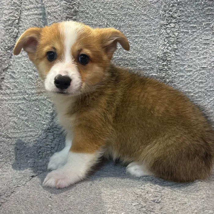 Male Pembroke Welsh Corgi puppy named Jb for sale at Petland Blue Springs.