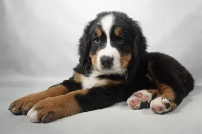 Female Bernese Mountain Dog puppy named Nora for sale at Petland North Kansas.