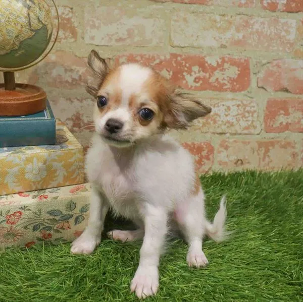 Male Chihuahua puppy for sale at Petland Blue Springs.