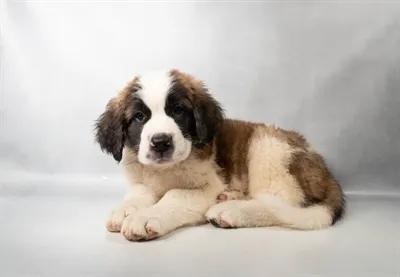 Male Saint Bernard puppy for sale at Petland Blue Springs.