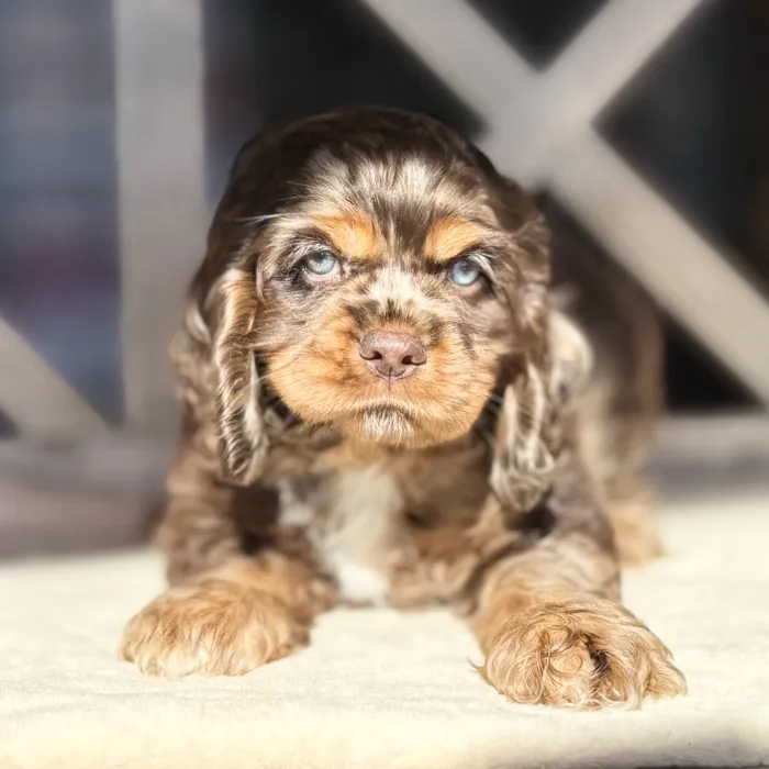 Female Cocker Spaniel puppy for sale at Petland Blue Springs.