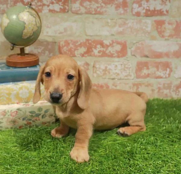 Male Dachshund puppy for sale at Petland Blue Springs.
