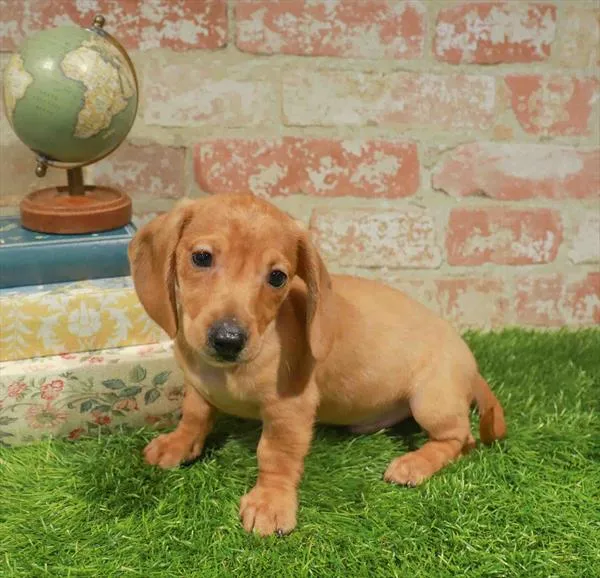Male Dachshund puppy for sale at Petland Blue Springs.