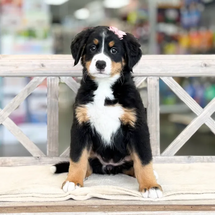 Female Bernese Mountain Dog puppy named Rachel for sale at Petland Blue Springs.