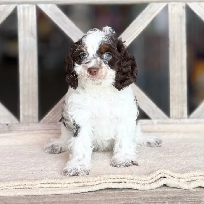 Male Cockapoo puppy named George for sale at Petland Blue Springs.