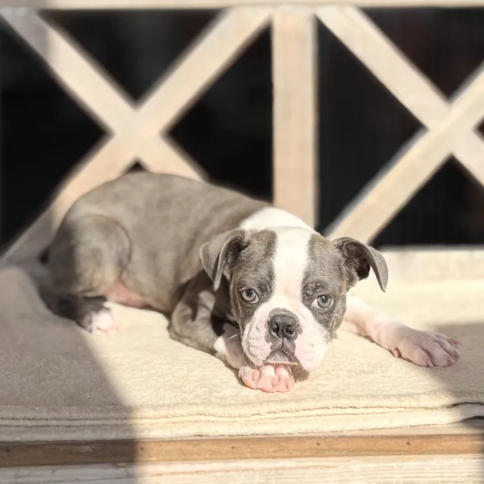Male Boston Terrier puppy named Julio for sale at Petland Blue Springs.