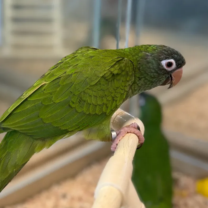 Female Blue Crown Conure bird named Anne for sale at Petland Blue Springs.