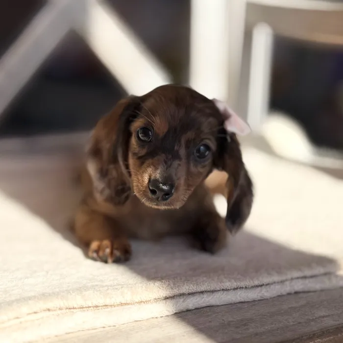 Female Dachshund puppy named Brownie for sale at Petland Blue Springs.