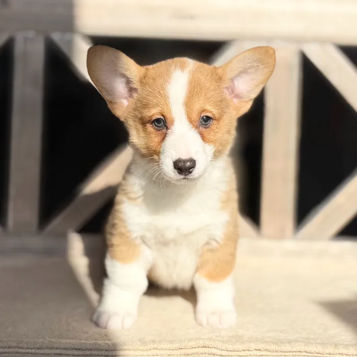 Male Pembroke Welsh Corgi puppy named Anthony for sale at Petland Blue Springs.