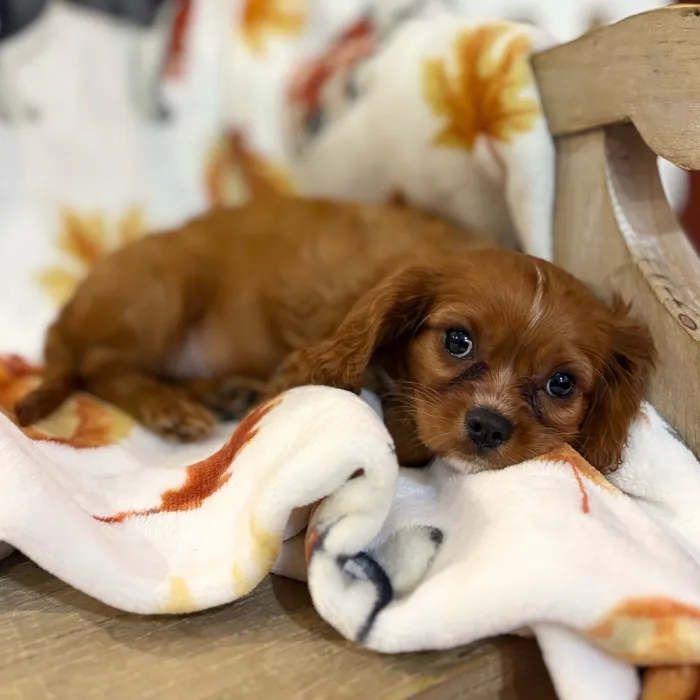 Male Cavalier King Charles Spaniel puppy named Hades for sale at Petland North Kansas.