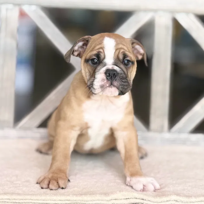 Female English Bulldog puppy named Dolly for sale at Petland North Kansas.