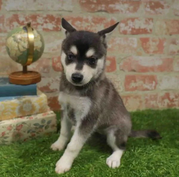 Female Alaskan Klee Kai puppy for sale at Petland Blue Springs.