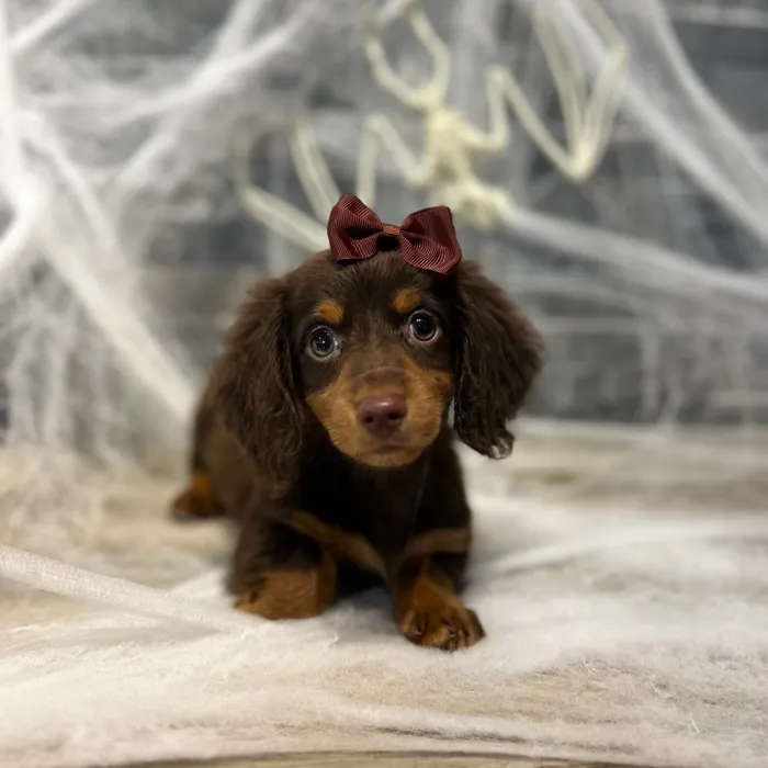 Female Dachshund puppy named Coco Puff for sale at Petland North Kansas.