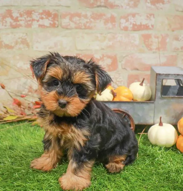 Female Yorkie puppy for sale at Petland Blue Springs.