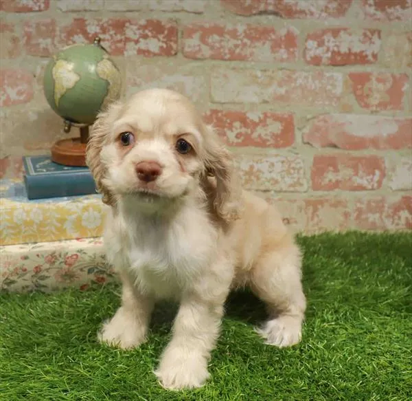 Female Cocker Spaniel puppy for sale at Petland Blue Springs.