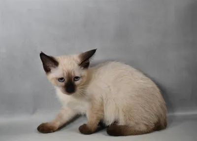 Female Siamese kitten named Serafina for sale at Petland North Kansas.