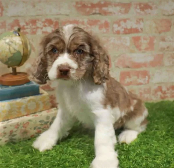 Male Cocker Spaniel puppy for sale at Petland Blue Springs.