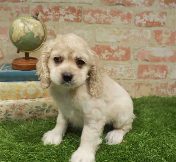 Female Cocker Spaniel puppy for sale at Petland Blue Springs.